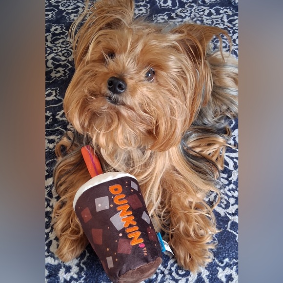 Meet your posher & Guinevere Yorkie! - Picture 7 of 16